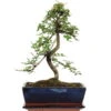 Chinesische Ulme, Bonsai, 11 Jahre, 41cm