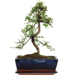 Chinesische Ulme, Bonsai, 11 Jahre, 41cm