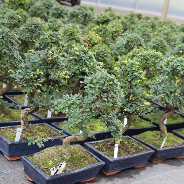 Chinesische Ulme, Bonsai, 11 Jahre, 41cm 2 Chinesische Ulme, Bonsai, 11 Jahre, 41cm – Bild 2