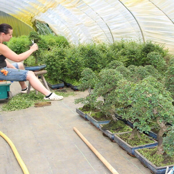 Chinesische Ulme, Bonsai, 11 Jahre, 41cm 3 Chinesische Ulme, Bonsai, 11 Jahre, 41cm – Bild 3