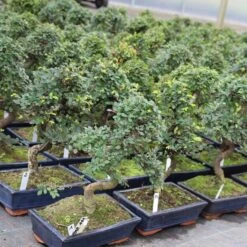 Urban Earth Geschaft -Urban Earth Geschaft iulmpar111 503