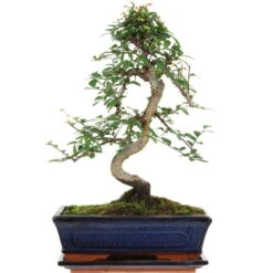 Chinesische Ulme, Bonsai, 11 Jahre, 40cm