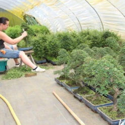 Chinesische Ulme, Bonsai, 11 Jahre, 39cm -Urban Earth Geschaft iulmpar111 944