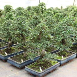 Urban Earth Geschaft -Urban Earth Geschaft iulmpar121 493