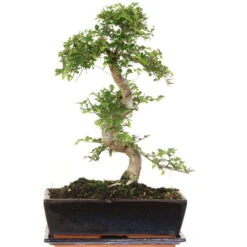 Chinesische Ulme, Bonsai, 12 Jahre, 46cm