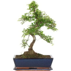 Chinesische Ulme, Bonsai, 12 Jahre, 48cm