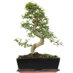 Chinesische Ulme, Bonsai, 12 Jahre, 45cm