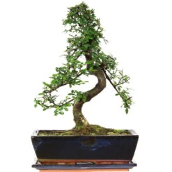 Chinesische Ulme, Bonsai, 12 Jahre, 42cm