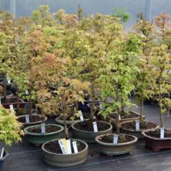 Urban Earth Geschaft -Urban Earth Geschaft oacebue091 172