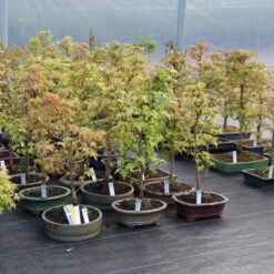 Dreispitzahorn, Bonsai, 9 Jahre, 50cm -Urban Earth Geschaft oacebue091 173