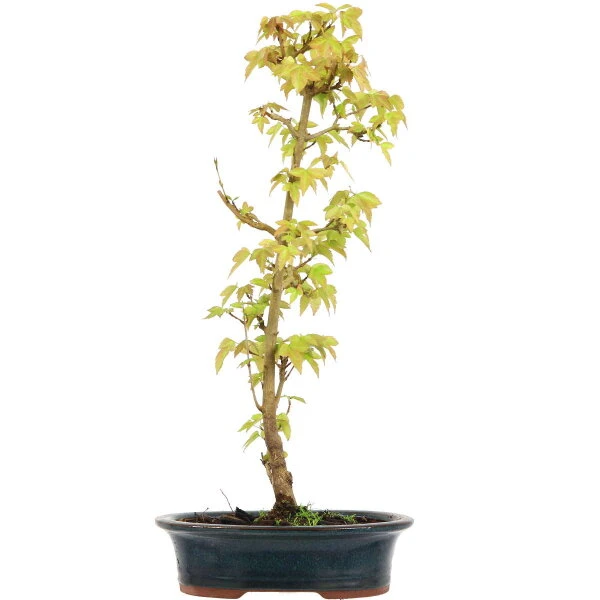 Dreispitzahorn, Bonsai, 9 Jahre, 46cm 1 Dreispitzahorn, Bonsai, 9 Jahre, 46cm