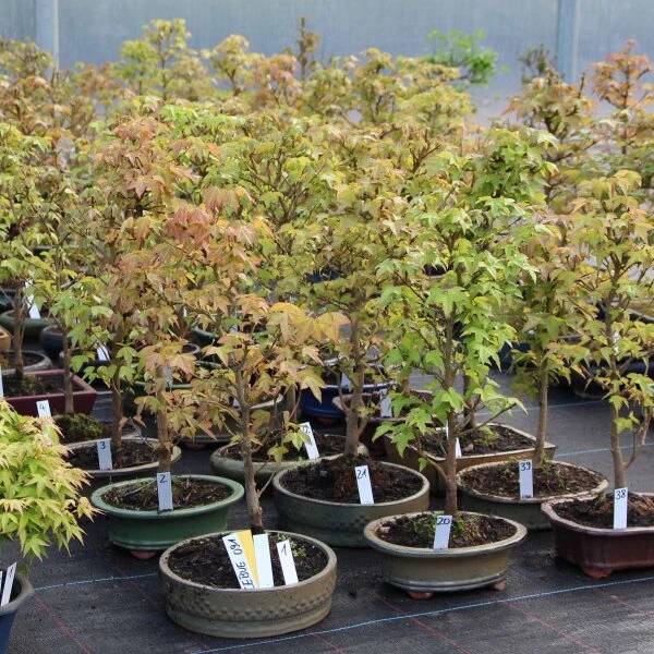 Dreispitzahorn, Bonsai, 9 Jahre, 46cm 2 Dreispitzahorn, Bonsai, 9 Jahre, 46cm – Bild 2