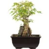 Dreispitzahorn, Bonsai, 9 Jahre, 24cm