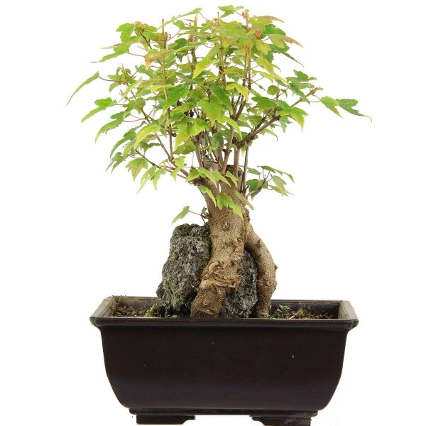 Dreispitzahorn, Bonsai, 9 Jahre, 24cm 1 Dreispitzahorn, Bonsai, 9 Jahre, 24cm