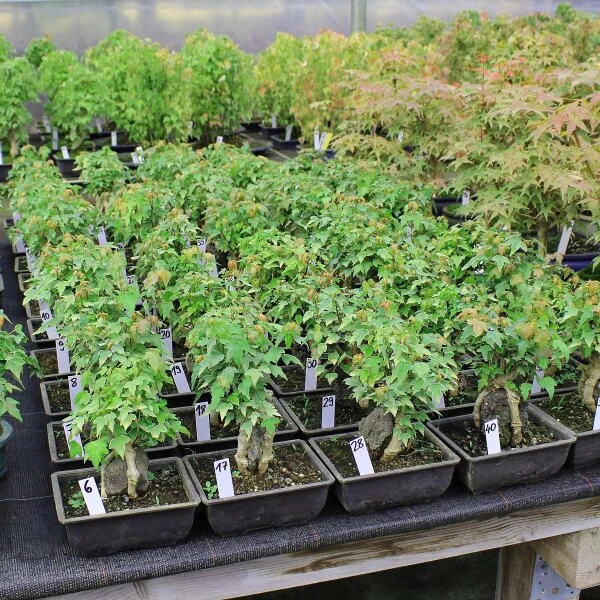 Dreispitzahorn, Bonsai, 9 Jahre, 24cm 2 Dreispitzahorn, Bonsai, 9 Jahre, 24cm – Bild 2