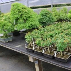 Dreispitzahorn, Bonsai, 9 Jahre, 24cm 5 Dreispitzahorn, Bonsai, 9 Jahre, 24cm -Urban Earth Geschaft oacebue094 013