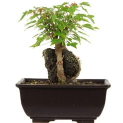 Dreispitzahorn, Bonsai, 9 Jahre, 20cm
