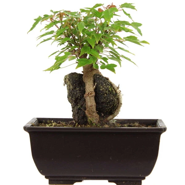 Dreispitzahorn, Bonsai, 9 Jahre, 20cm 1 Dreispitzahorn, Bonsai, 9 Jahre, 20cm