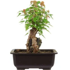 Dreispitzahorn, Bonsai, 11 Jahre, 27cm