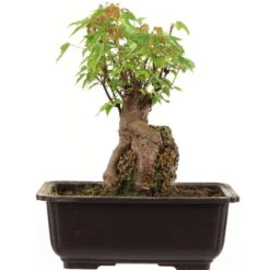 Dreispitzahorn, Bonsai, 11 Jahre, 24cm