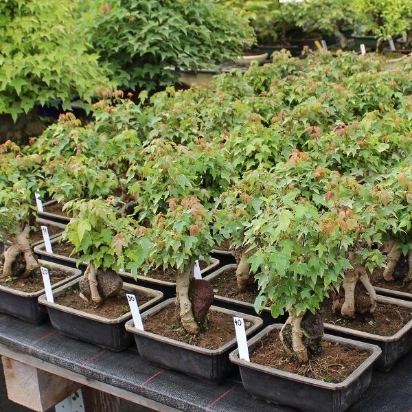 Dreispitzahorn, Bonsai, 11 Jahre, 24cm 2 Dreispitzahorn, Bonsai, 11 Jahre, 24cm – Bild 2