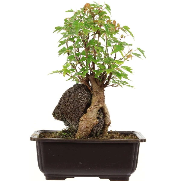 Dreispitzahorn, Bonsai, 11 Jahre, 28cm 1 Dreispitzahorn, Bonsai, 11 Jahre, 28cm