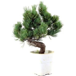 Japanische Mädchenkiefer, Bonsai, 9 Jahre, 34cm