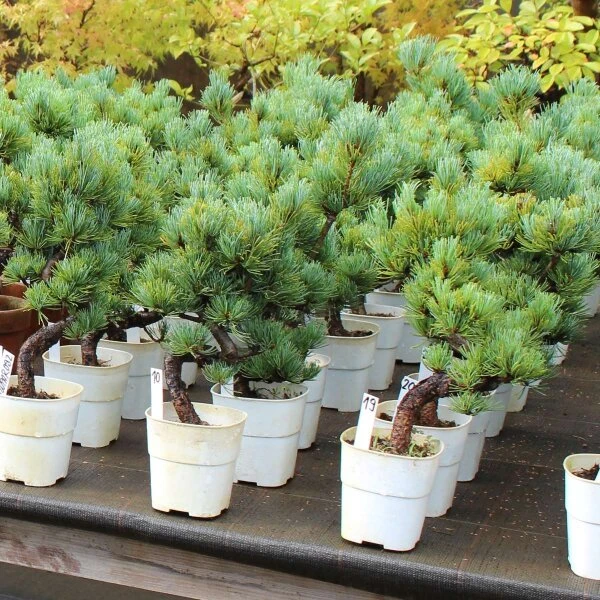 Japanische Mädchenkiefer, Bonsai, 9 Jahre, 39cm 2 Japanische Mädchenkiefer, Bonsai, 9 Jahre, 39cm – Bild 2