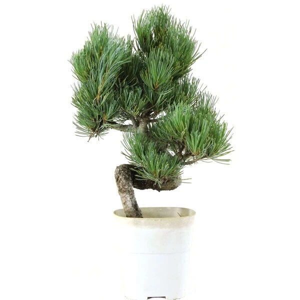 Japanische Mädchenkiefer, Bonsai, 9 Jahre, 37cm 1 Japanische Mädchenkiefer, Bonsai, 9 Jahre, 37cm