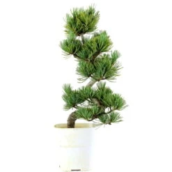 Japanische Mädchenkiefer, Bonsai, 9 Jahre, 38cm