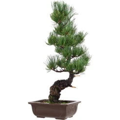 Japanische Mädchenkiefer, Bonsai, 14 Jahre, 51cm