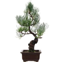Japanische Mädchenkiefer, Bonsai, 14 Jahre, 40cm