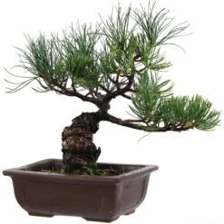 Japanische Mädchenkiefer, Bonsai, 14 Jahre, 31cm