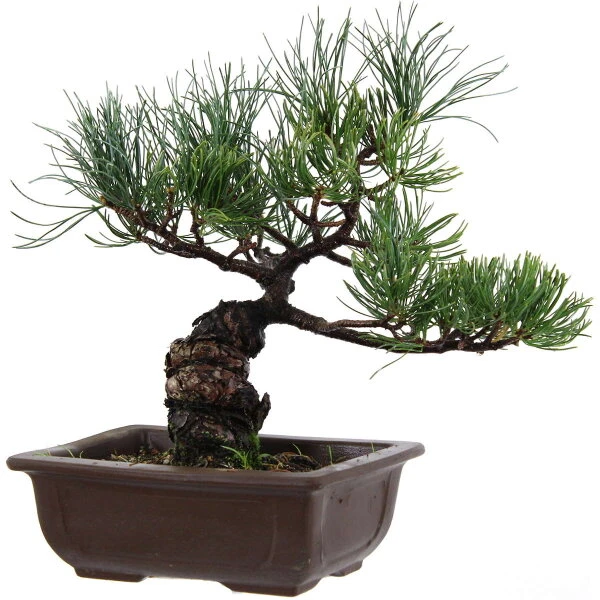 Japanische Mädchenkiefer, Bonsai, 14 Jahre, 31cm 1 Japanische Mädchenkiefer, Bonsai, 14 Jahre, 31cm