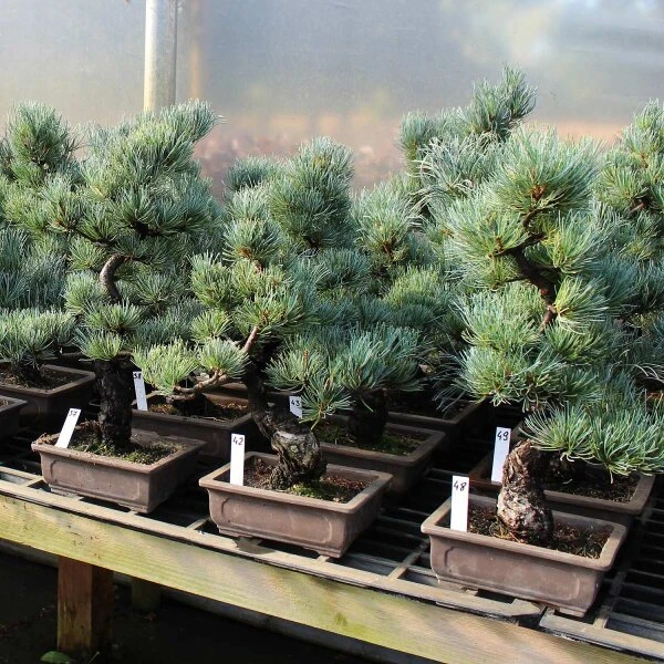 Japanische Mädchenkiefer, Bonsai, 14 Jahre, 31cm 2 Japanische Mädchenkiefer, Bonsai, 14 Jahre, 31cm – Bild 2