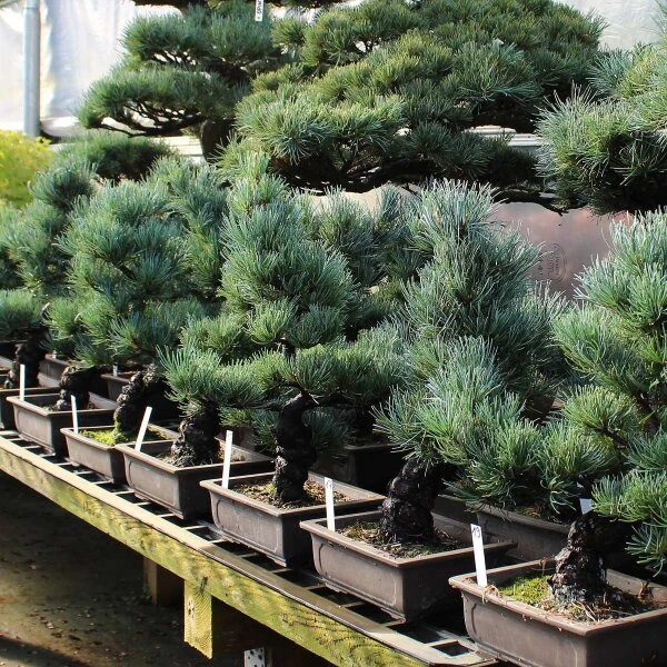 Japanische Mädchenkiefer, Bonsai, 16 Jahre, 49cm 2 Japanische Mädchenkiefer, Bonsai, 16 Jahre, 49cm – Bild 2