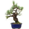 Japanische Mädchenkiefer, Bonsai, 18 Jahre, 43cm