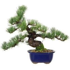 Japanische Mädchenkiefer, Bonsai, 18 Jahre, 40cm