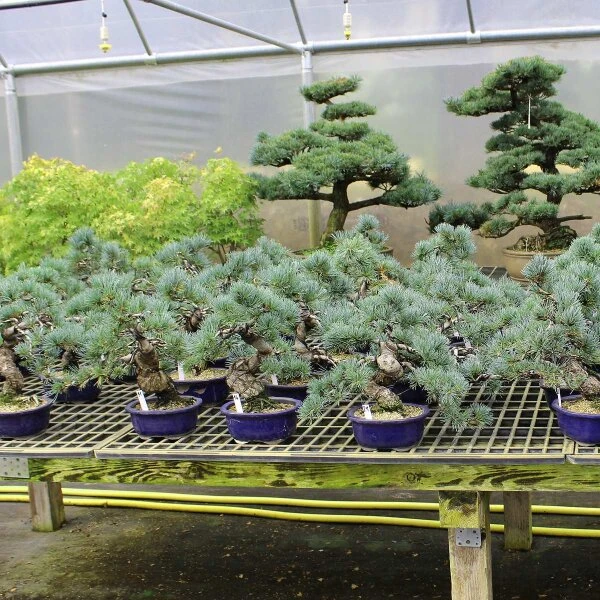 Japanische Mädchenkiefer, Bonsai, 18 Jahre, 40cm 2 Japanische Mädchenkiefer, Bonsai, 18 Jahre, 40cm – Bild 2