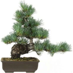 Japanische Mädchenkiefer, Bonsai, 20 Jahre, 46cm