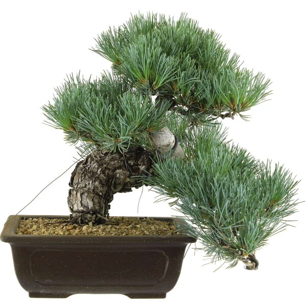 Japanische Mädchenkiefer, Bonsai, 20 Jahre, 33cm 1 Japanische Mädchenkiefer, Bonsai, 20 Jahre, 33cm