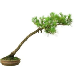 Japanische Mädchenkiefer, Bonsai, 45 Jahre, 64cm -Urban Earth Geschaft opinpar451 053