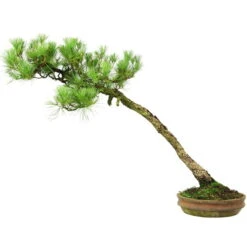 Japanische Mädchenkiefer, Bonsai, 45 Jahre, 64cm -Urban Earth Geschaft opinpar451 054