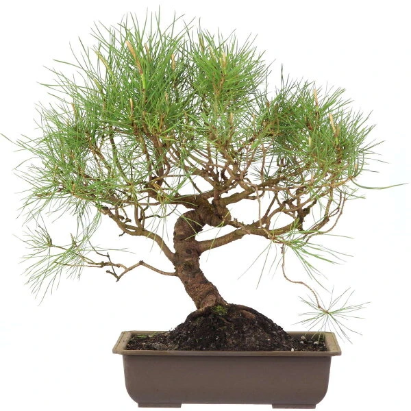 Waldkiefer, Bonsai, 18 Jahre, 49cm 1 Waldkiefer, Bonsai, 18 Jahre, 49cm