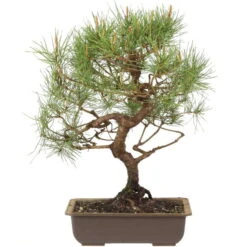 Waldkiefer, Bonsai, 18 Jahre, 43cm