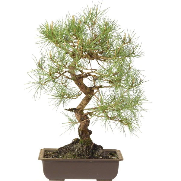 Waldkiefer, Bonsai, 18 Jahre, 48cm 1 Waldkiefer, Bonsai, 18 Jahre, 48cm