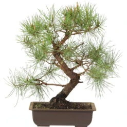 Waldkiefer, Bonsai, 18 Jahre, 42cm