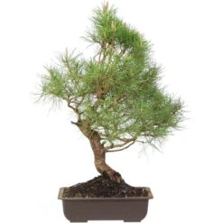 Waldkiefer, Bonsai, 18 Jahre, 52cm