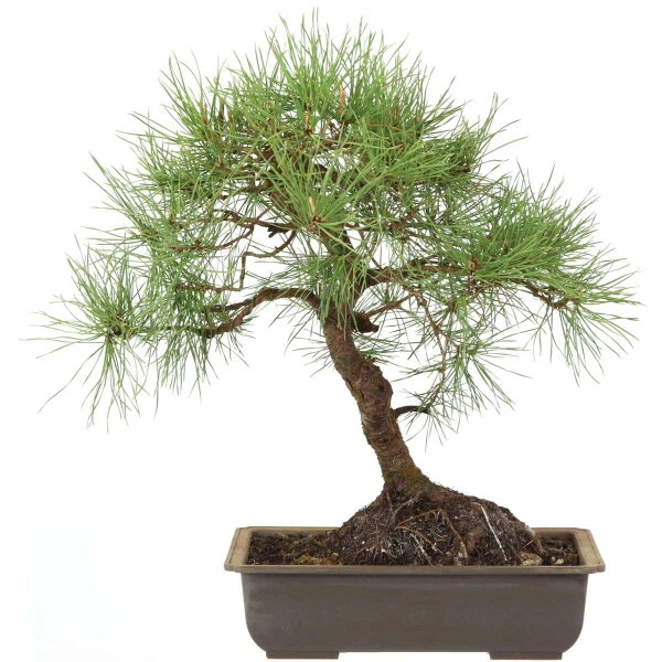 Waldkiefer, Bonsai, 18 Jahre, 45cm 1 Waldkiefer, Bonsai, 18 Jahre, 45cm
