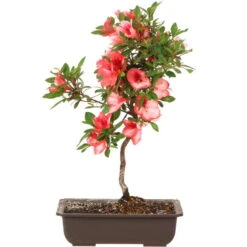 Satsuki Azalee Nanso No Haru, Bonsai, 15 Jahre, 46cm